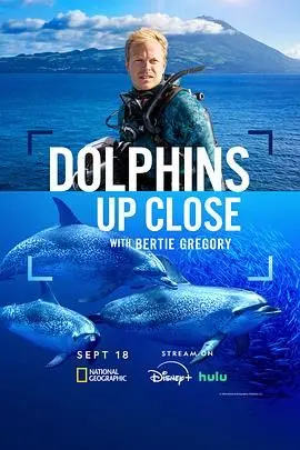 《摄影师贝尔蒂与海豚零距离》：一场治愈心灵的海洋之旅，感受人与自然的和谐共生！