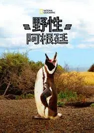 探索阿根廷的野生奇迹：国家地理纪录片揭秘自然之美与冒险之旅