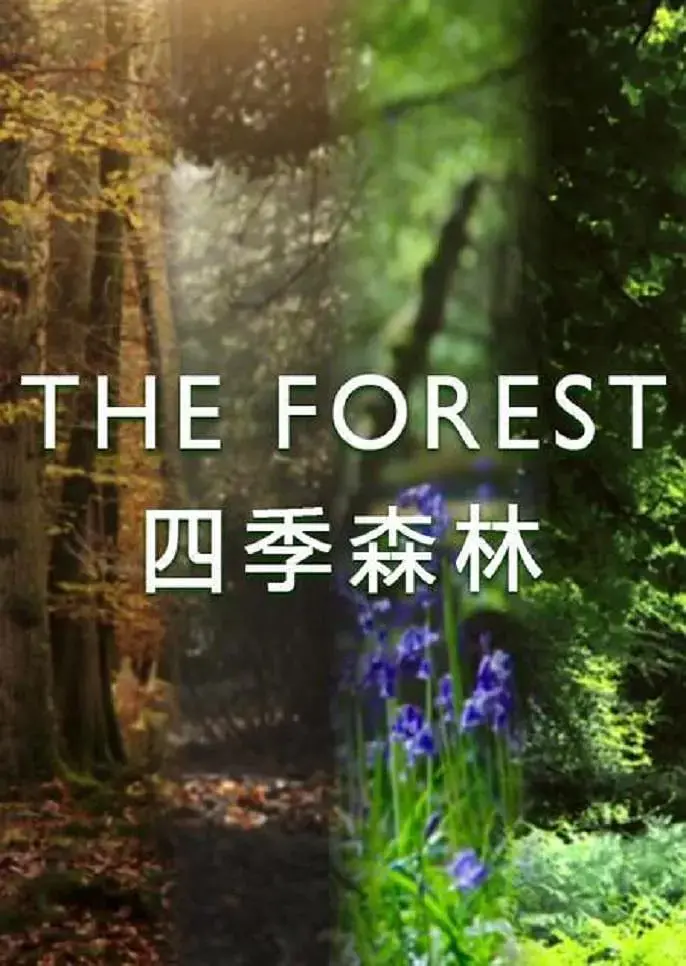 《四季森林》：当沙雕爱情遇上青春疼痛，这届网友笑到头掉！